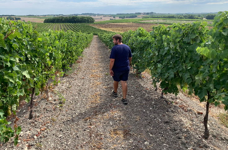 Cognac réfléchit à son arrachage temporaire de vignes, ni permanent ni subventionné