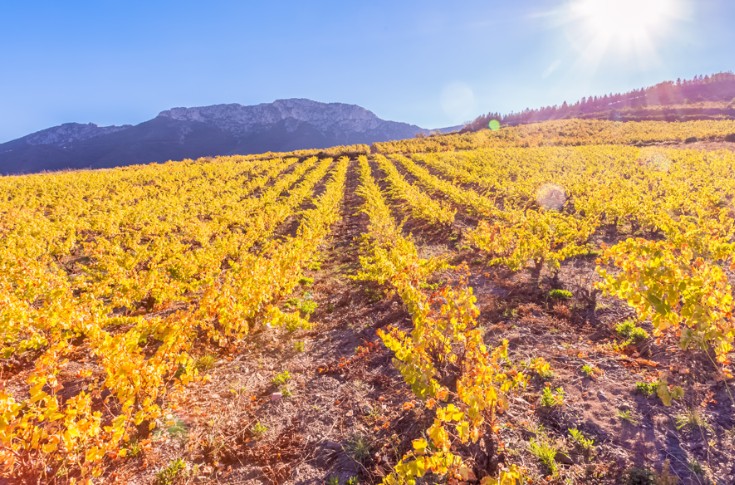 L’Etat face au risque de désertification des vignobles