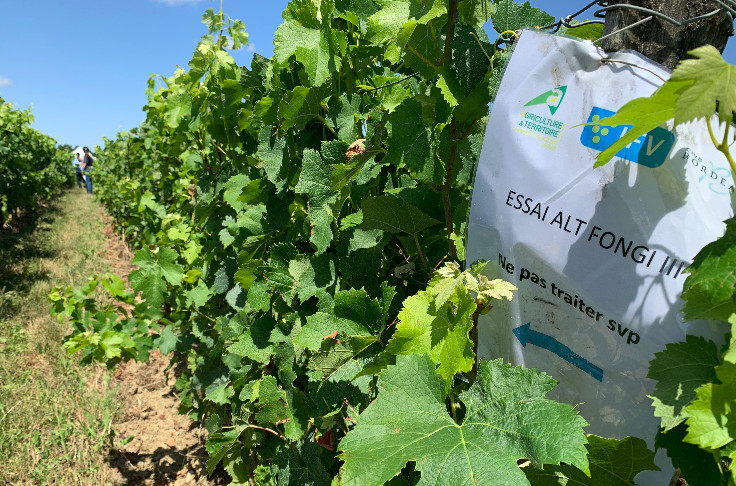 À la recherche de biosolutions au mildiou et à la carte selon la pression dans les vignes