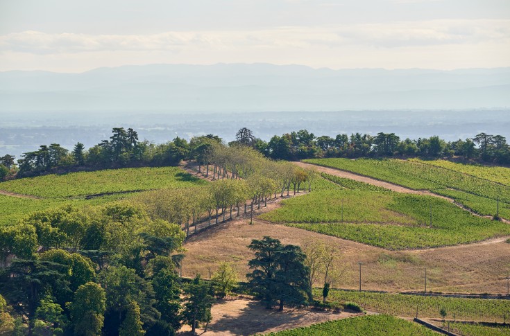 CVI peut rimer avec vitiforesterie