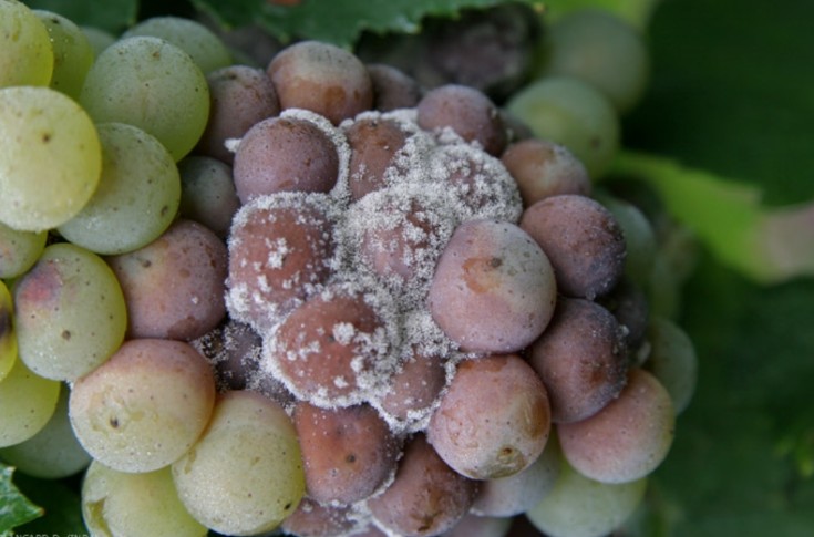 Risque moyen de pourriture grise dans le vignoble bordelais