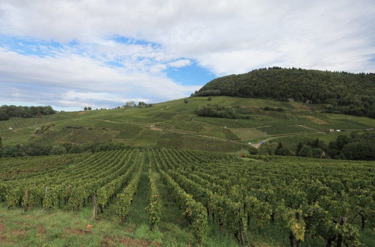 Au tour de l'oïdium de dézinguer les vignes du Jura