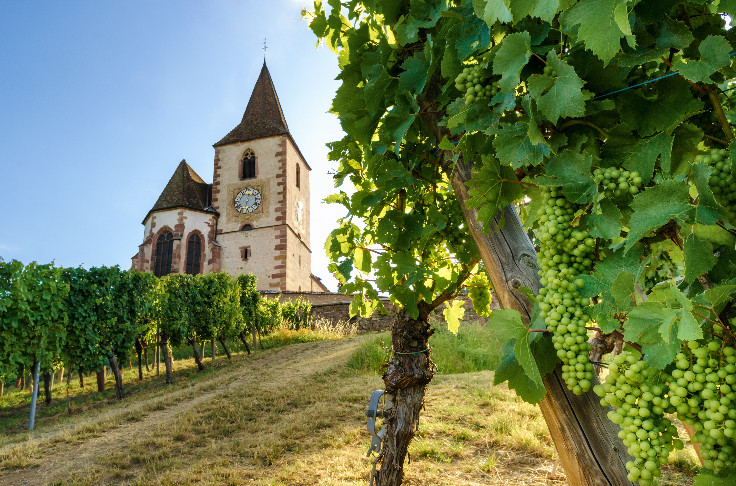 Les vins d’Alsace réduits sous le million d’hectolitres, ce millésime et les suivants