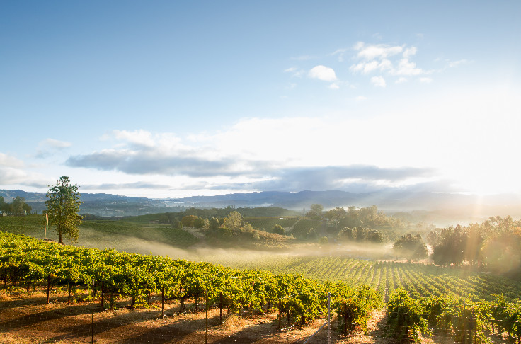 Banqueroute pour le quatorzième producteur américain de vins