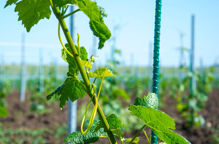 +1 an et 0 sanction pour les autorisations de plantation de vignes périmant en 2024