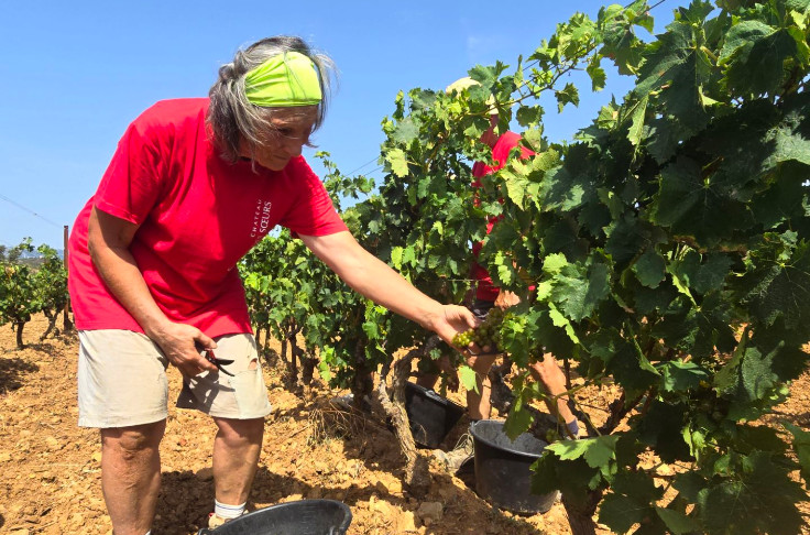Le jour où les vendanges 2024 ont démarré en France