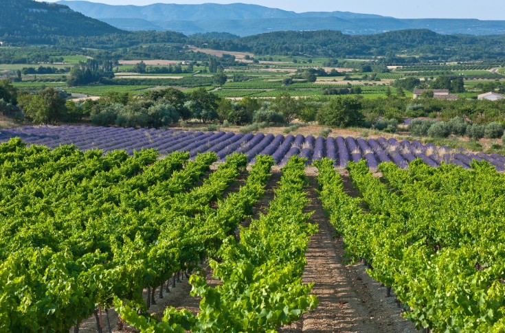 Le Luberon serein avant ses vendanges