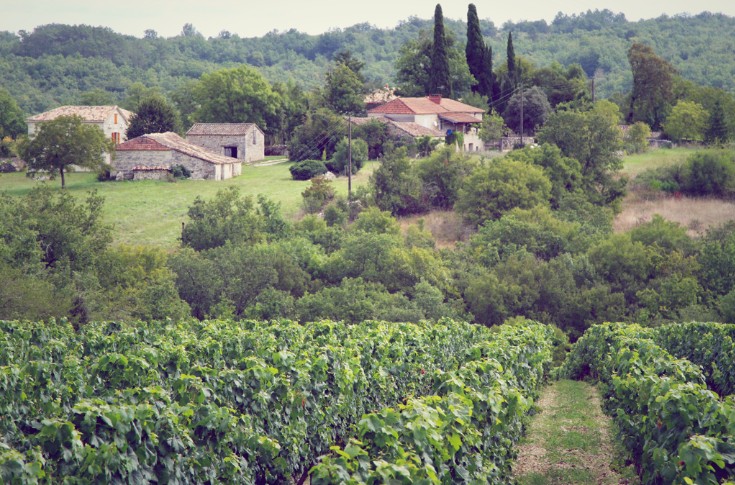 Une demi-vendange pour les vignerons les plus chanceux à Cahors