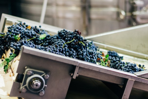 Comment réaliser de bons vins blancs de noirs