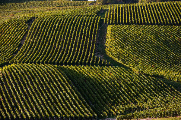 L’interdiction des herbicides dans le vignoble à préciser