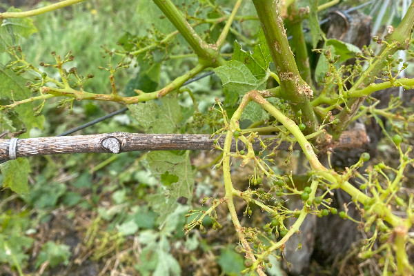 'C’est trop dur d’en être réduits à la mendicité' dans le vignoble grêlé