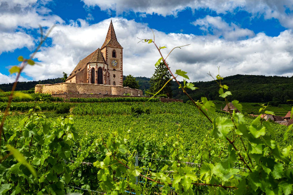 Les vins d’Alsace testeront chenin, syrah, vermentino... mais pas petit manseng et petit courbut