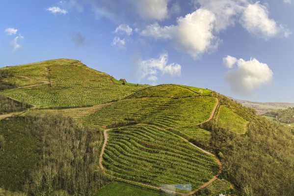 La fraîcheur freine le mildiou, mais favorise la coulure dans les vignes basques
