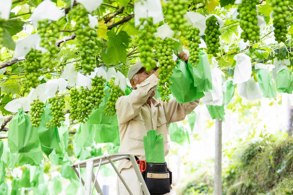 Repli interdit des vins AOC en IGP