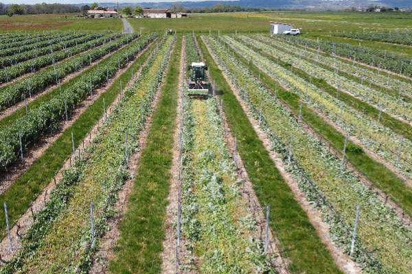Le vignoble de Gaillac reste gaillard face au mildiou