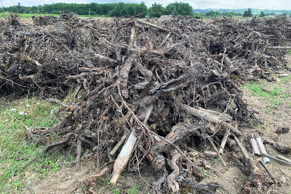 Bordeaux tire (et fait) la leçon de l’arrachage de vignes