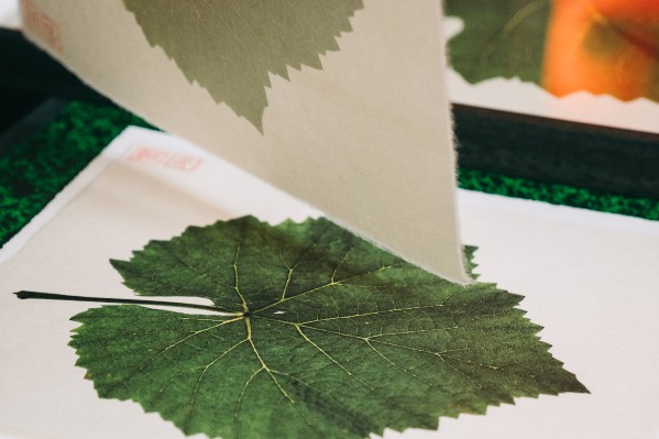 20 ans de sélection massale sous l’œil d’un photographe