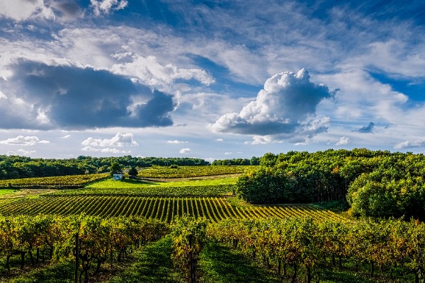 110 hl/ha, rendements à la baisse dans les vignes charentaises