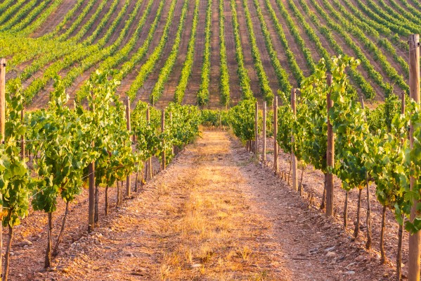 Le glyphosate résiste encore et toujours aux attaques antiphytos