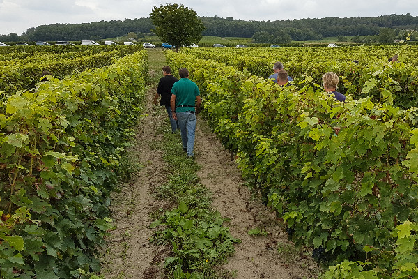 Des points HVE à gagner au vignoble en prospection de la flavescence dorée