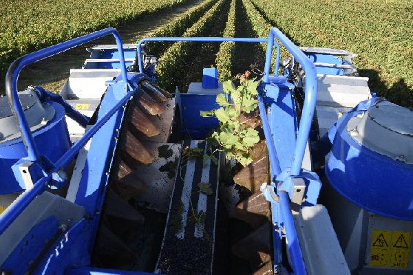 Cinq conseils pour éviter les notes de fruits cuits dans les vins rouges