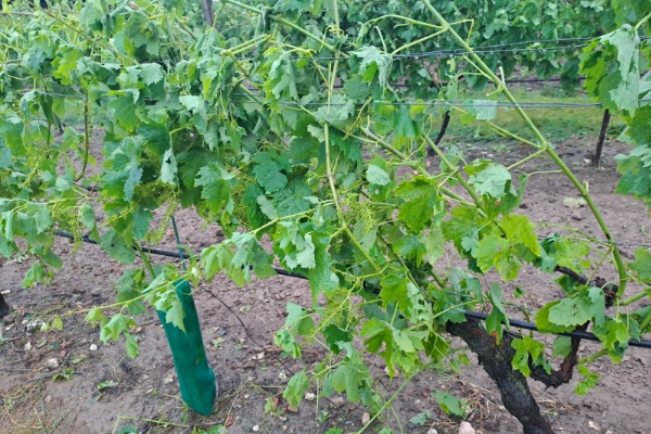 580 ha de vignes ont été détruites par la grêle à Cognac