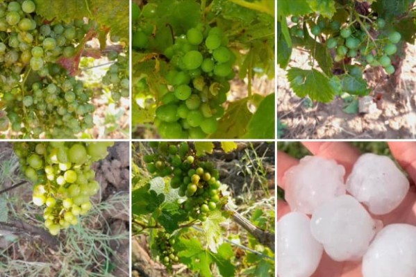 La grêle élimine les derniers espoirs de vendange de nombreux vignerons