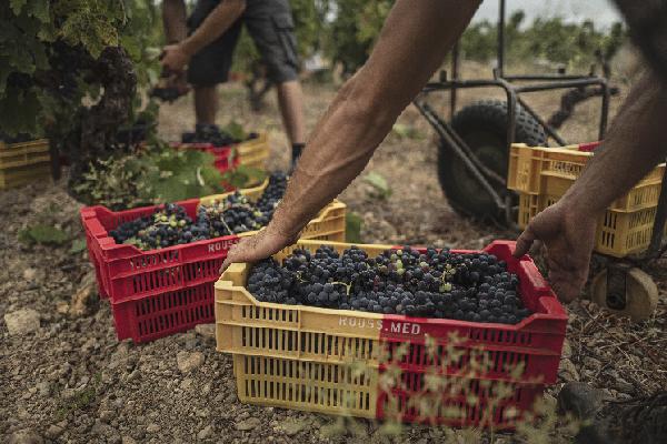 Moins de trituration, de fatigue... Vive les vendanges manuelles en petites caisses !