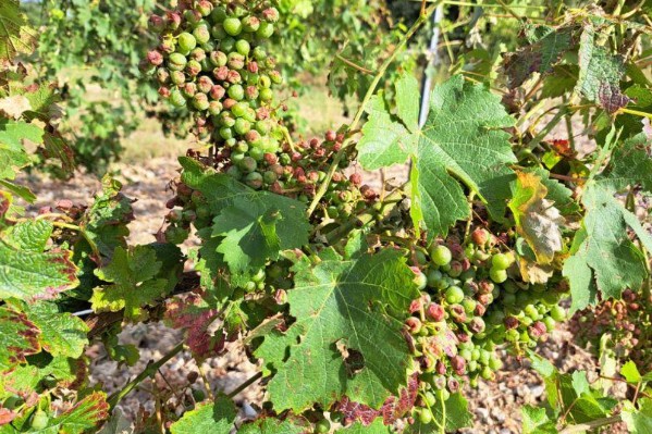 800 ha de vignes vendangées par la grêle en 30 minutes ⛈️