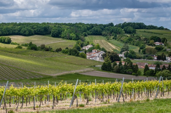 Nouveaux moyens pour la transition environnementale du vignoble de Cognac