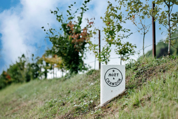 Le projet écologique de Moët & Chandon pour la Champagne