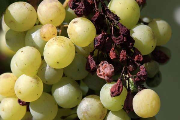 Le mildiou contamine des parcelles d’artaban, vidoc, cabernet volos et sauvignon rytos