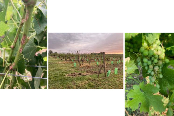 700 hectares de vignes caillassées à 55 % de dégâts par la grêle