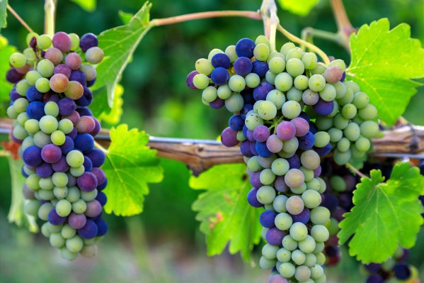 Le mildiou joue les prolongations sans gâcher les espoirs de bonne vendange