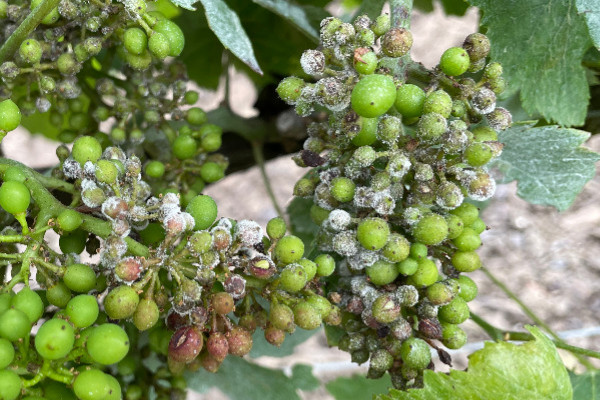 80 % des vignes avec du mildiou sur grappes