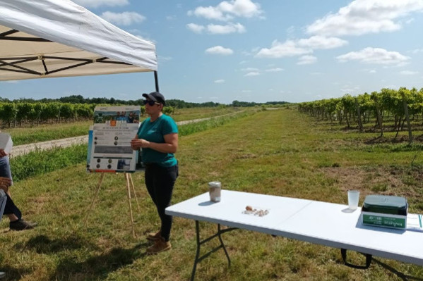 Un nouveau biocontrôle contre le mildiou dans les vignes