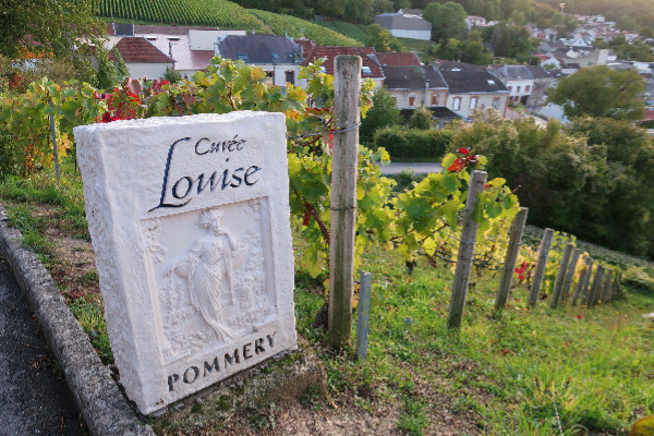 Plus les raisins perdent en kilogramme avec le mildiou, plus les champagnes montent en gamme