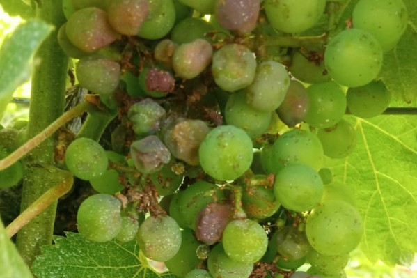 La goutte de rot brun qui fait déborder le vase du mildiou dans les vignes de Bordeaux