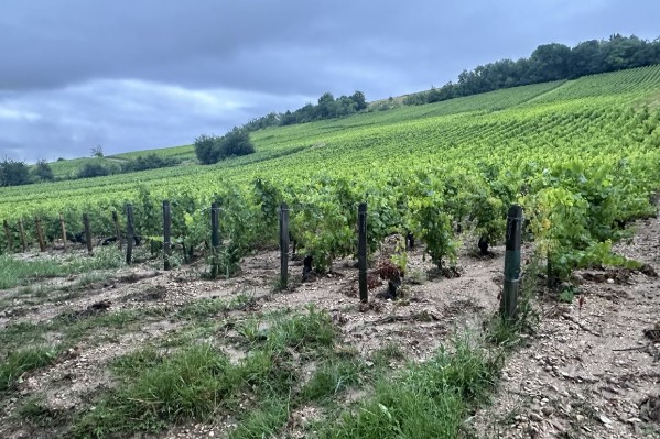 Aux dégâts du mildiou se rajoutent ceux de la grêle à Sancerre