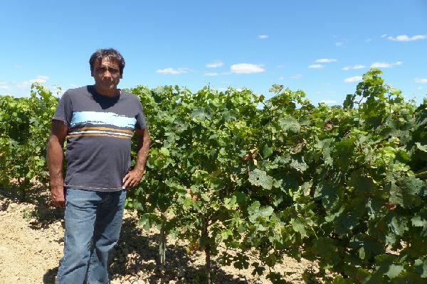 'Il n'y a plus un raisin', des vignerons désemparés face au mildiou sur certains cépages résistants