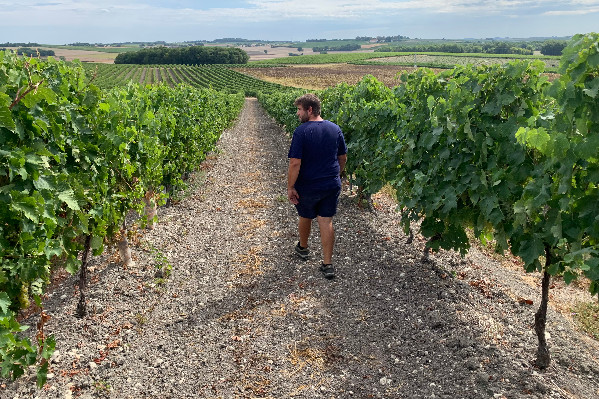 Cognac réfléchit à son arrachage temporaire de vignes, ni permanent ni subventionné