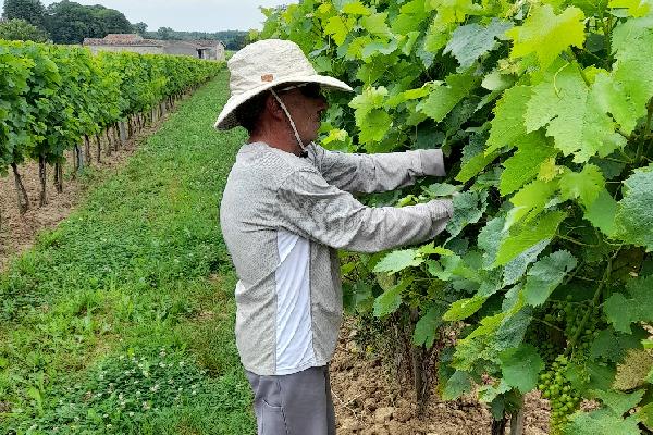 Des protections anti-UV testées et approuvées par les travailleurs dans les vignes