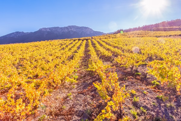 L’Etat face au risque de désertification des vignobles