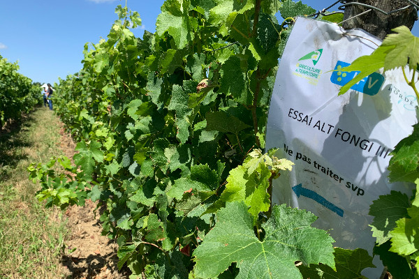 À la recherche de biosolutions au mildiou et à la carte selon la pression dans les vignes