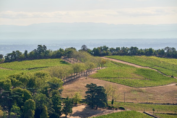 CVI peut rimer avec vitiforesterie