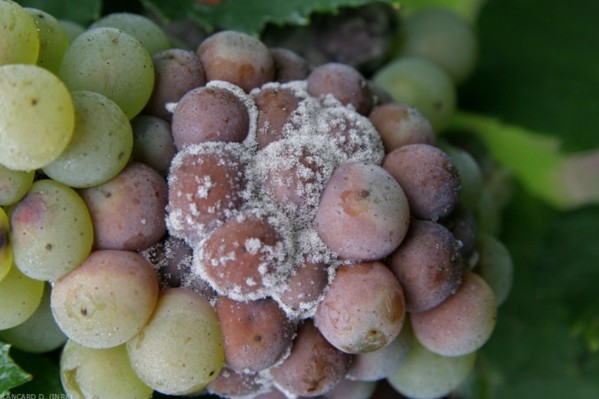 Risque moyen de pourriture grise dans le vignoble bordelais