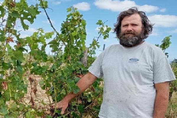 'On peut encore sauver une partie de la récolte', les vignerons touchés par la grêle ne baissent pas les bras