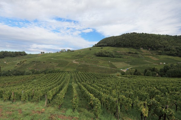 Au tour de l'oïdium de dézinguer les vignes du Jura