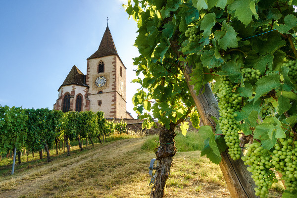 Les vins d’Alsace réduits sous le million d’hectolitres, ce millésime et les suivants