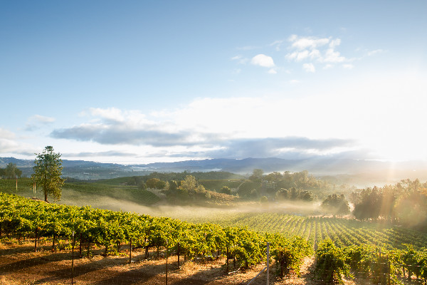 Banqueroute pour le quatorzième producteur américain de vins